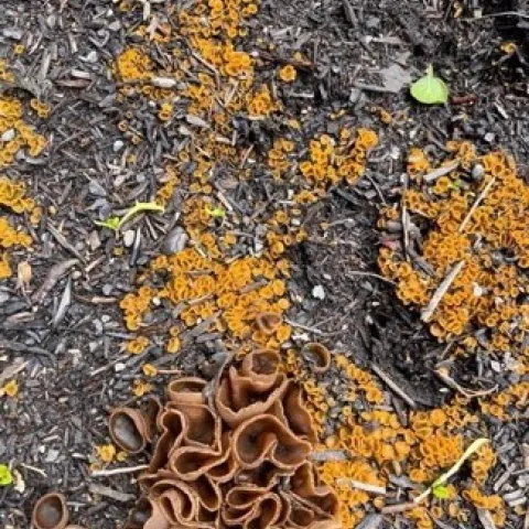fungi-1