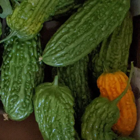 Bitter melon - Eugene Wong