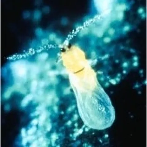 CRS Male