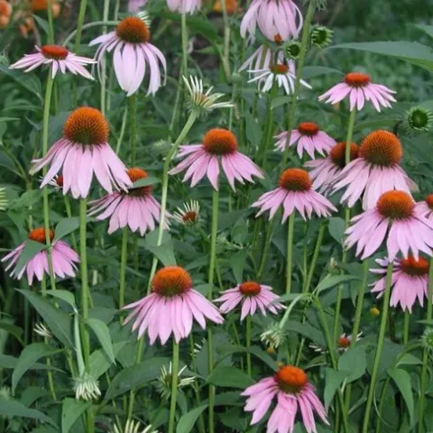 Plants02
