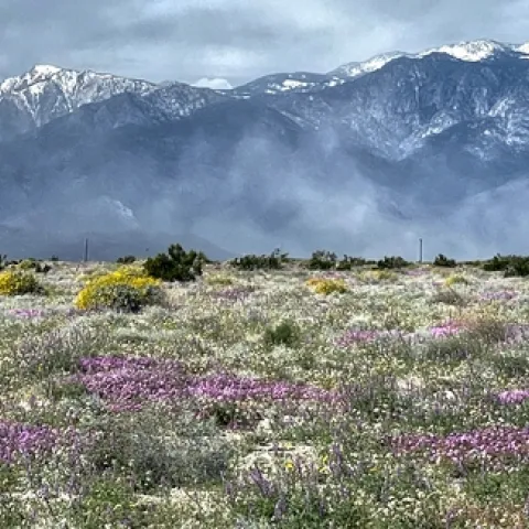 Desert in Bloom