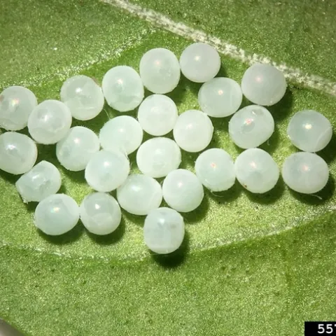 A.