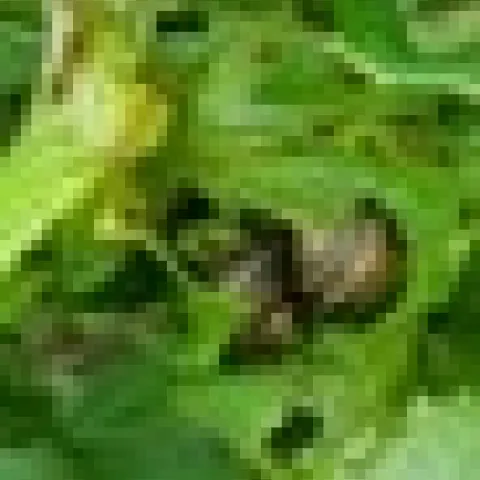 Snails on a plant