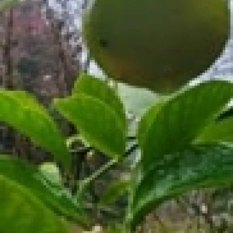 Lemon tree with fruit