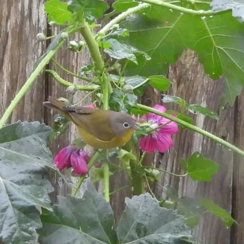Bird on a plant
