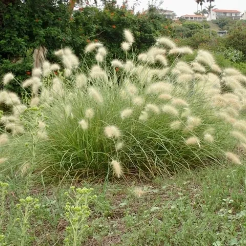 Feathertop (© 2023 Ron Vanderhoff - Calflora)