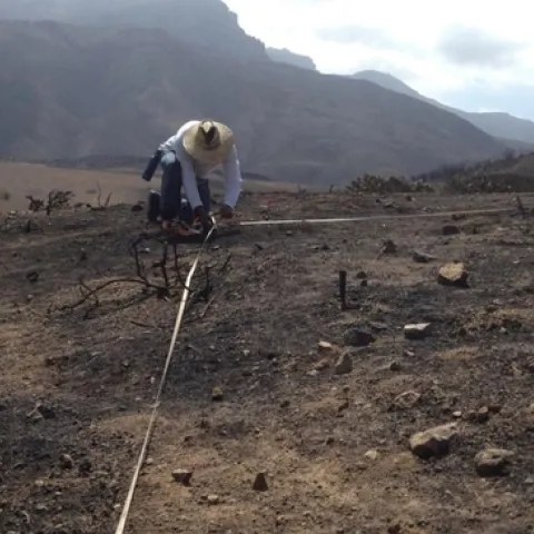 En septiembre del 2013, pocos meses después de que el incendio Springs ardió en las montañas de Santa Mónica en el sur de California, un equipo encabezado por Justin Valliere inició la instalación de parcelas para estudiar cómo la combinación de malezas invasivas y la contaminación del aire impactaría el resurgimiento de las plantas nativas que usualmente florecen después de un incendio forestal. Sus pruebas intentaron imitar el nitrógeno proveniente de las emisiones vehiculares en el cercano L