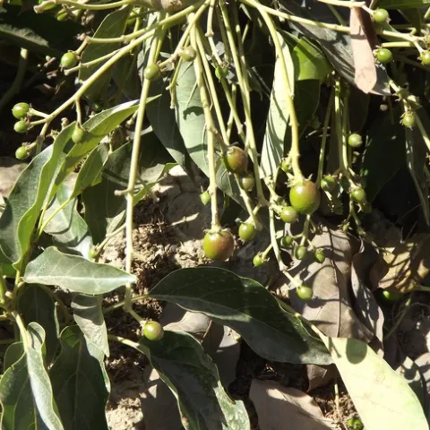 GEM fruit on skirt