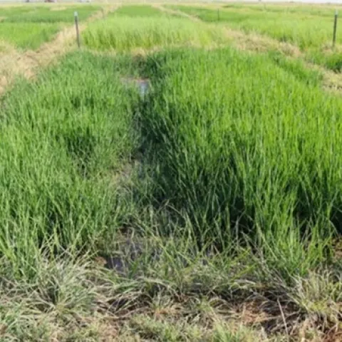 zembu plot image