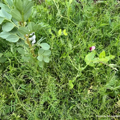 cover crop image