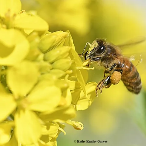 A honey bee, dusted with gold pollen, forages on mustard (Photo by Kathy Keatley Garvey)