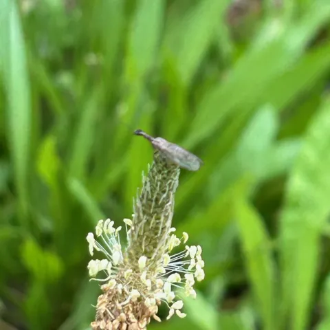 snakefly