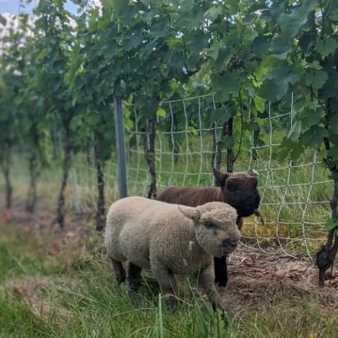 Sheep