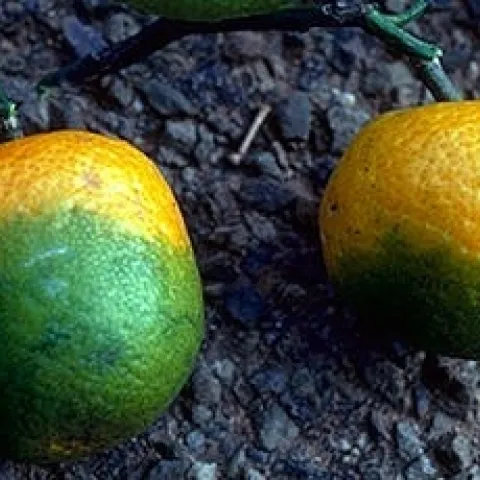 oranges affecte by hlb