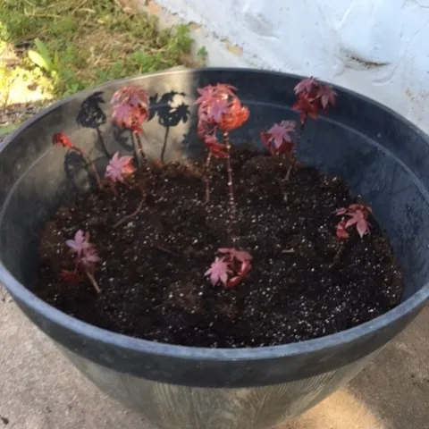 castor cuttings