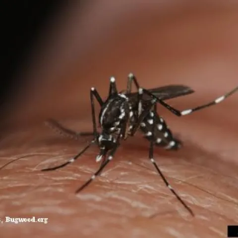 Black and white striped mosquito on human skin