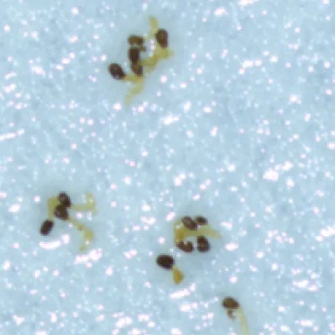 Figure C