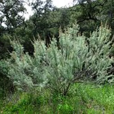Herb Study Artemisia 01