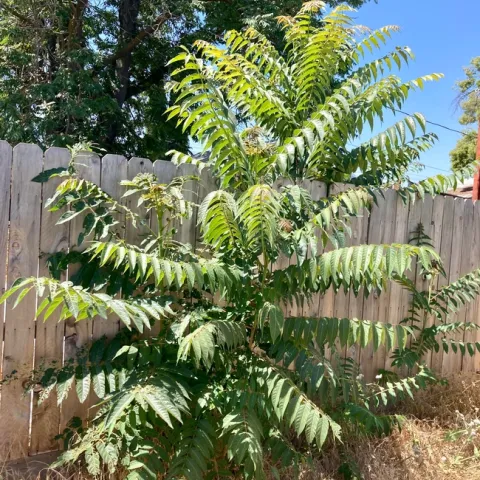 Remove trees-of-heaven around the home to reduce host plants for spotted lanternfly. This small backyard tree, and the towering tree in the background, are trees-of-heaven growing in Clovis. (Photo: Jeannette Warnert)