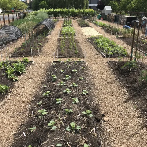 45-07-24OurGarden