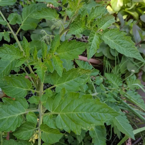 Regular leaf.