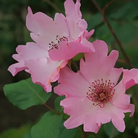 picture of Dainty Bess pink single rose with ruffled edges
