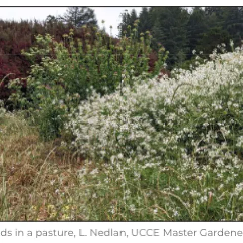Weeds in a pasture.