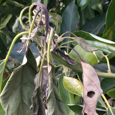 heat damage to new avocado