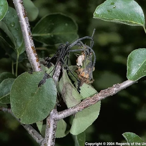 Fire blight caused this pear blossom and terminal to suddenly wilt, blacken and die. Prune out infected growth. (Photo: UC IPM)