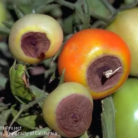 Advanced stage of blossom end rot. Jack Kelly Clark, UC IPM