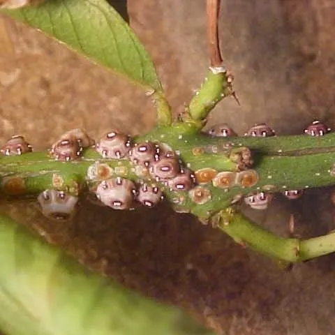 scale Ceroplastes