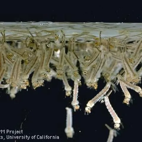 Mosquito larvae, like these Culex tarsalis encephalitis mosquitoes, must come to the surface to breathe air through abdominal siphons. Photo by Jack Kelly Clark, UC IPM.