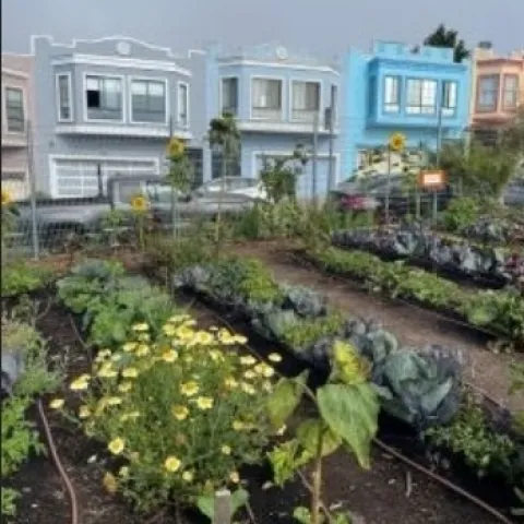 community garden