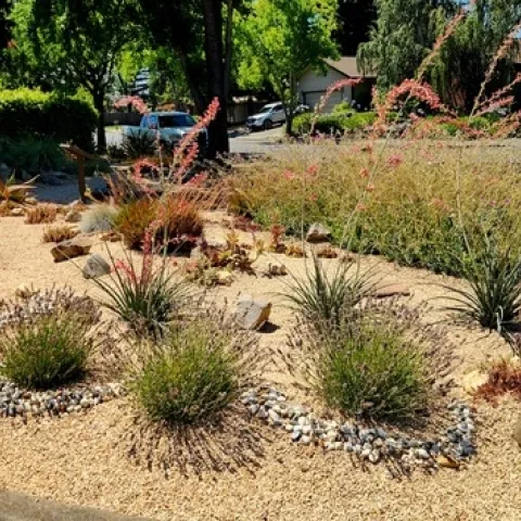photo 1 dry garden at Las Flores Learning Garden- photo by author