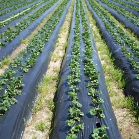 Los costos para el cultivo y cosecha de fresas orgánicas han sido actualizados para el 2024. Fotografía por Mark Bolda