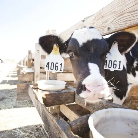 Un proyecto de investigación piloto encabezado por UC Davis, cuyos detalles serán publicados por escrito a finales de este año, reveló que la mezcla de orujo de uva reduce las emisiones, mejora la eficacia del alimento y las grasas saludables. Foto de archivo por Elena Zhukova