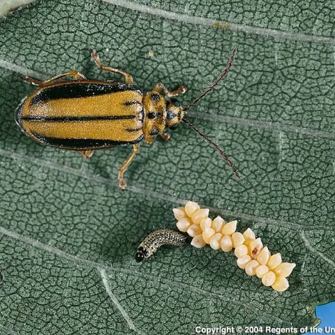 LeafBeetle-03