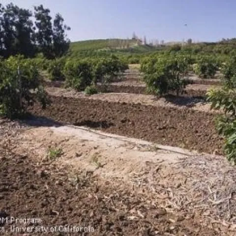 avocado berms