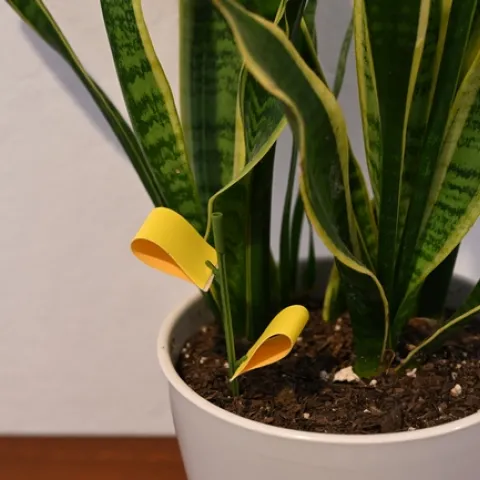 A flower pot with yellow sticky cards stuck in the soil.