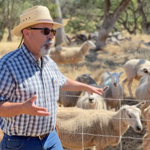 Dan Macon standing in front of a flock of sheep.