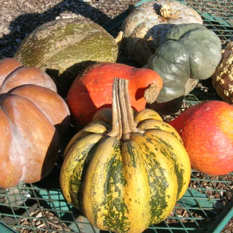 Several kinds of winter squash