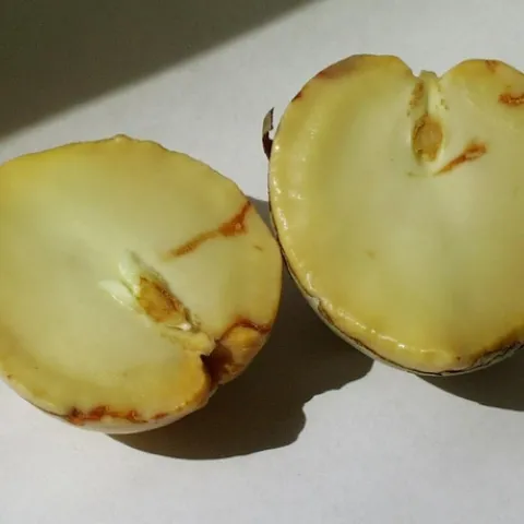 avocado pit