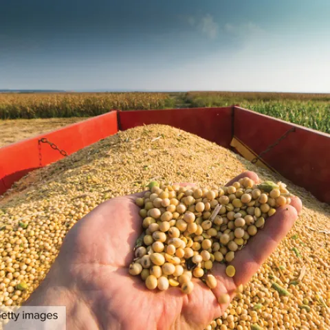 La creciente demanda de combustibles renovables está desviando los aceites vegetables comestibles del sistema alimentario, para ser usados como materia prima para producirlos. Crédito: Getty images