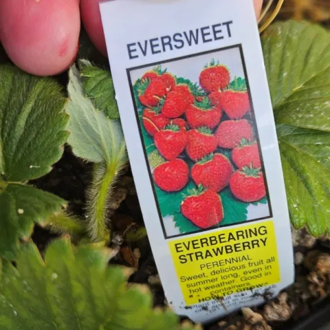 Eversweet by P. Pashby