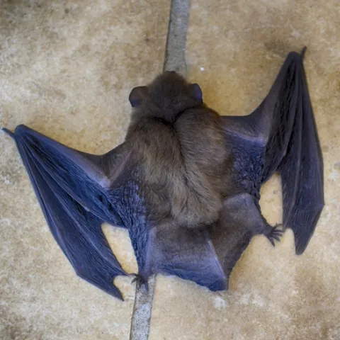 bat-3550461 1280 Pixabay