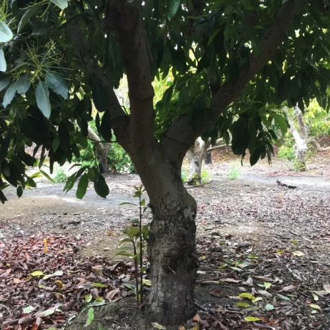 avocado burned 2 years later 3