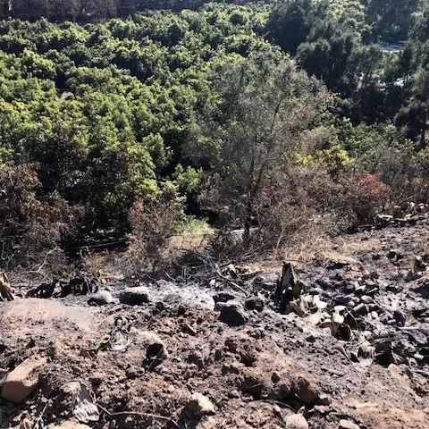 scorched tree