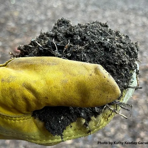 handfull of dirt