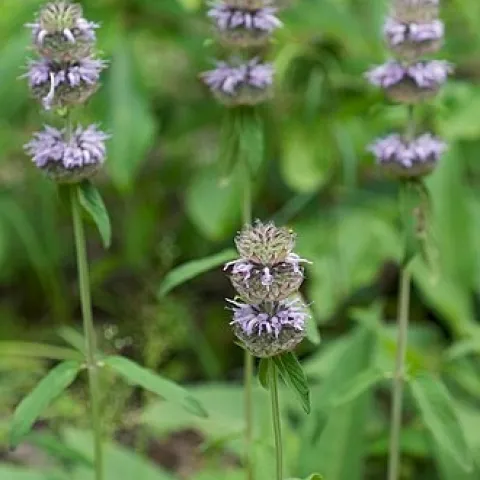 Wood mint.