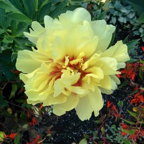 'Bartzella' Itoh peony by john_pittman is licensed under CC BY-NC-SA 2.0.